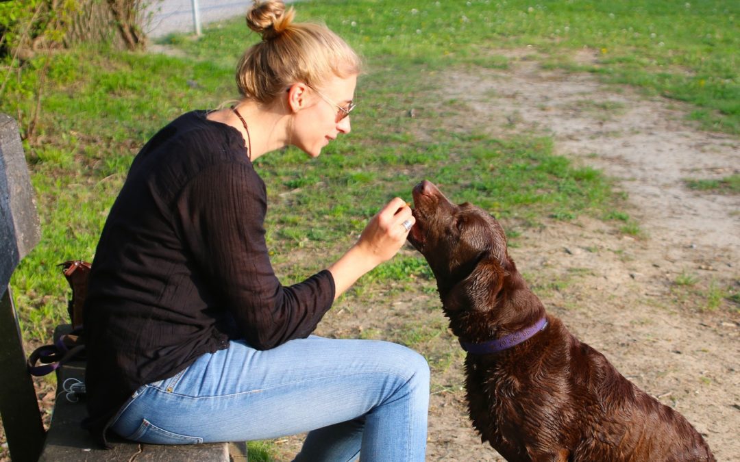 How Much Does a Dog Daycare Owner Make?
