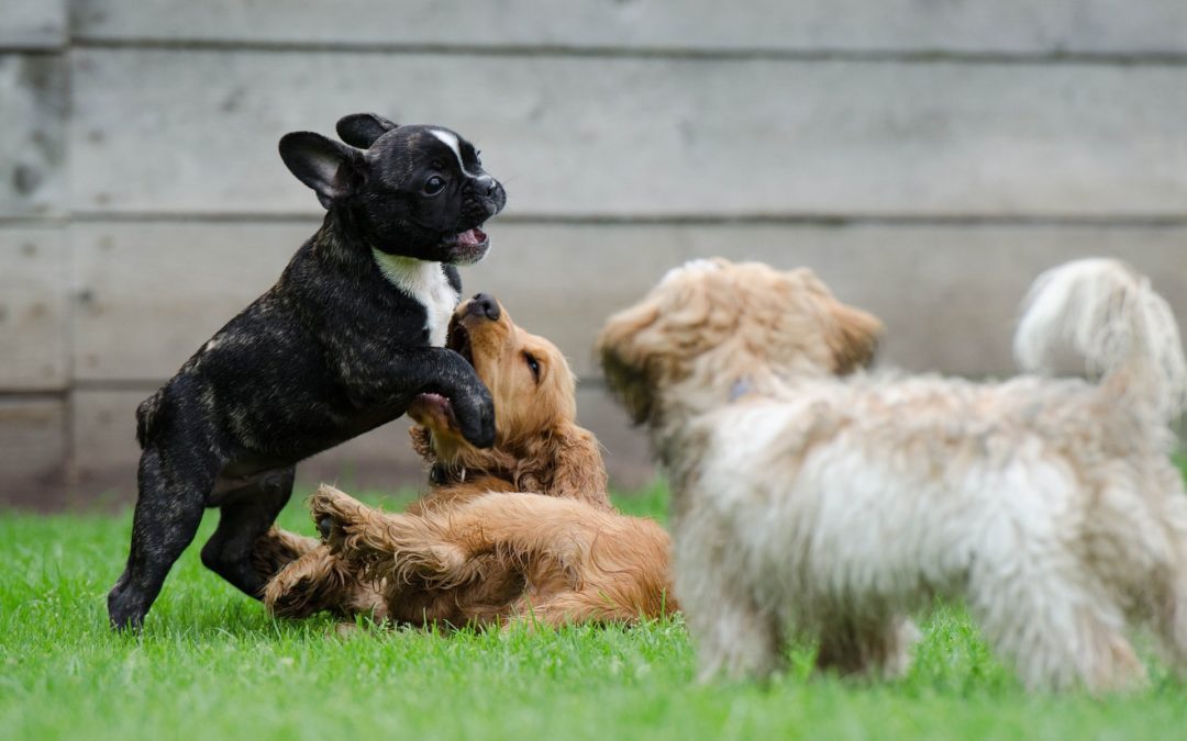 Dog Daycare Franchise What You Should Know About Opening