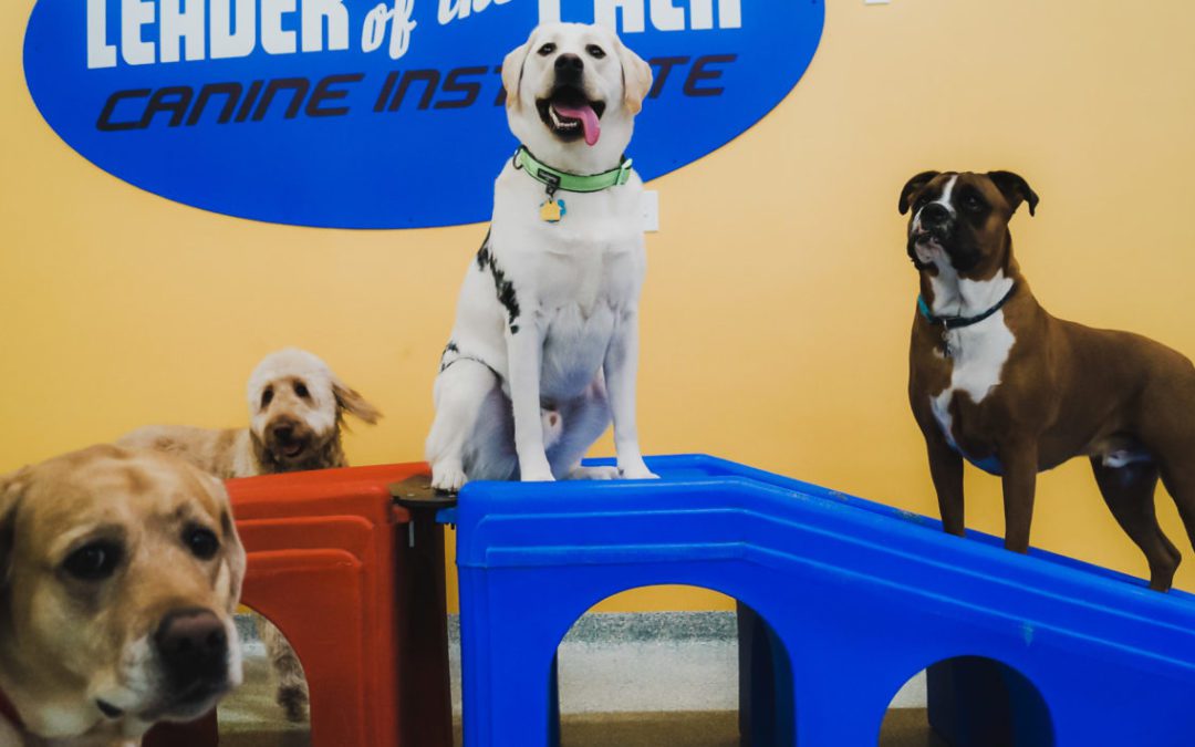 It’s a Dog’s Day at Leader of the Pack Canine Institute