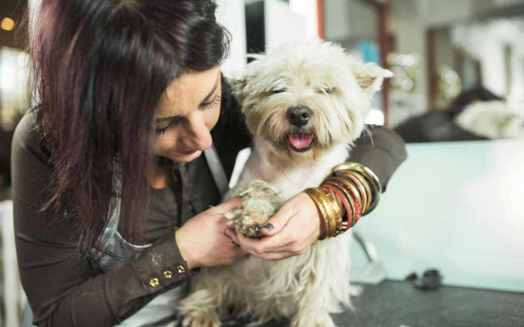 Franchising: Is a Dog Grooming Franchise Right for You?