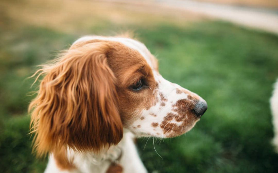 3 Key Questions to Ask a Dog Boarding and Grooming Franchisor